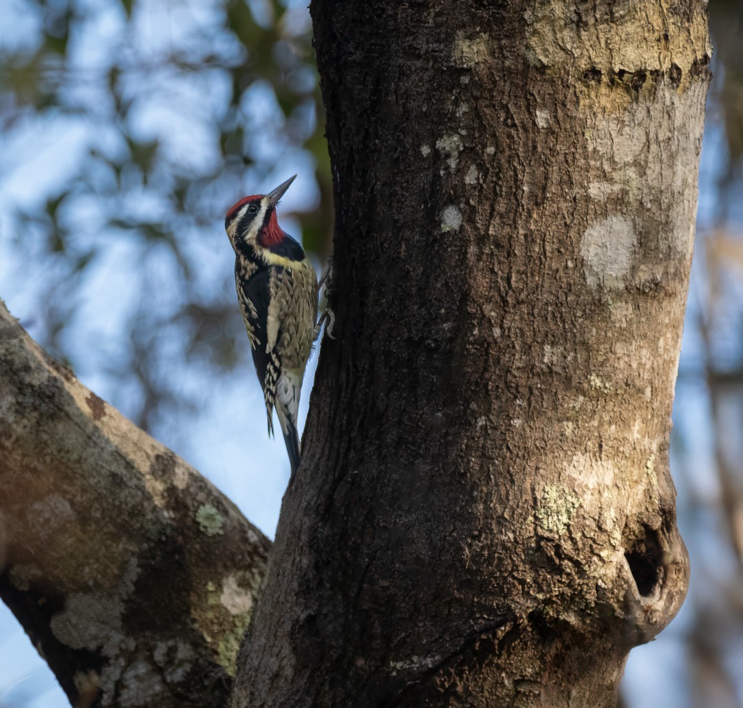 Yellow-bellied Sapsucker - ML627558882
