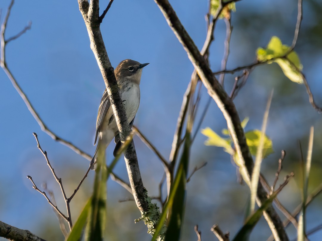 Eastern Phoebe - ML627558917