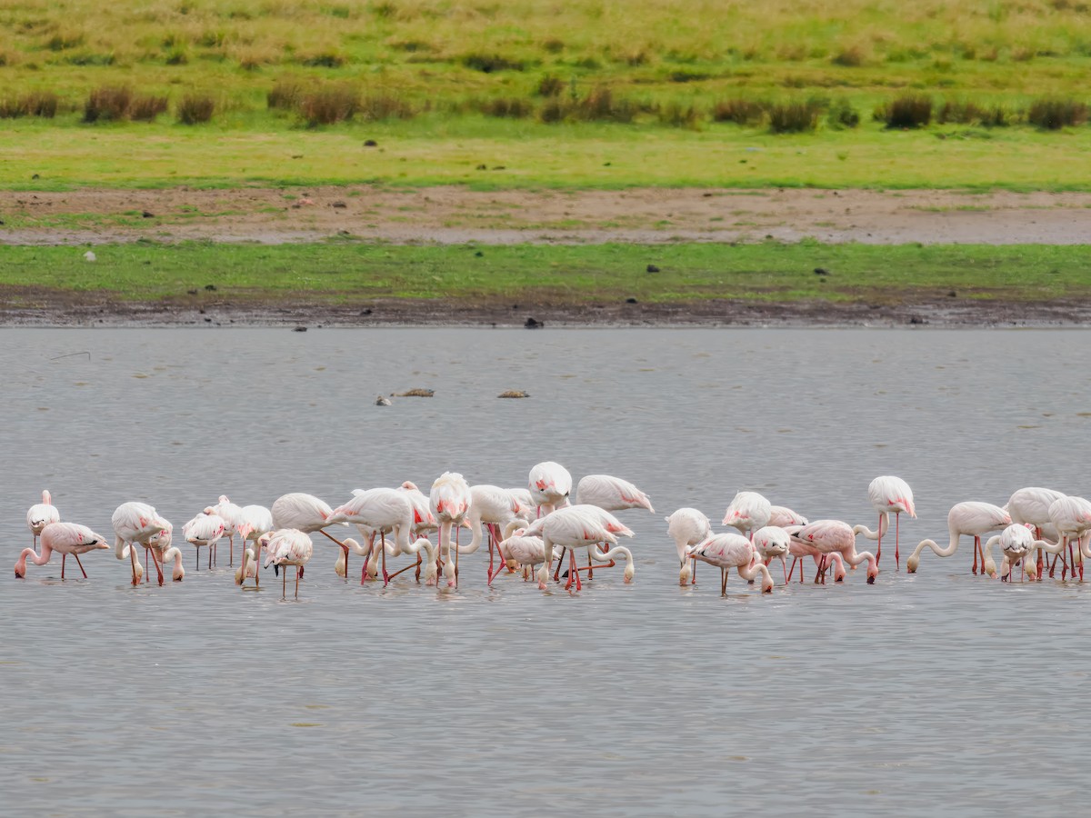 Lesser Flamingo - ML627558923