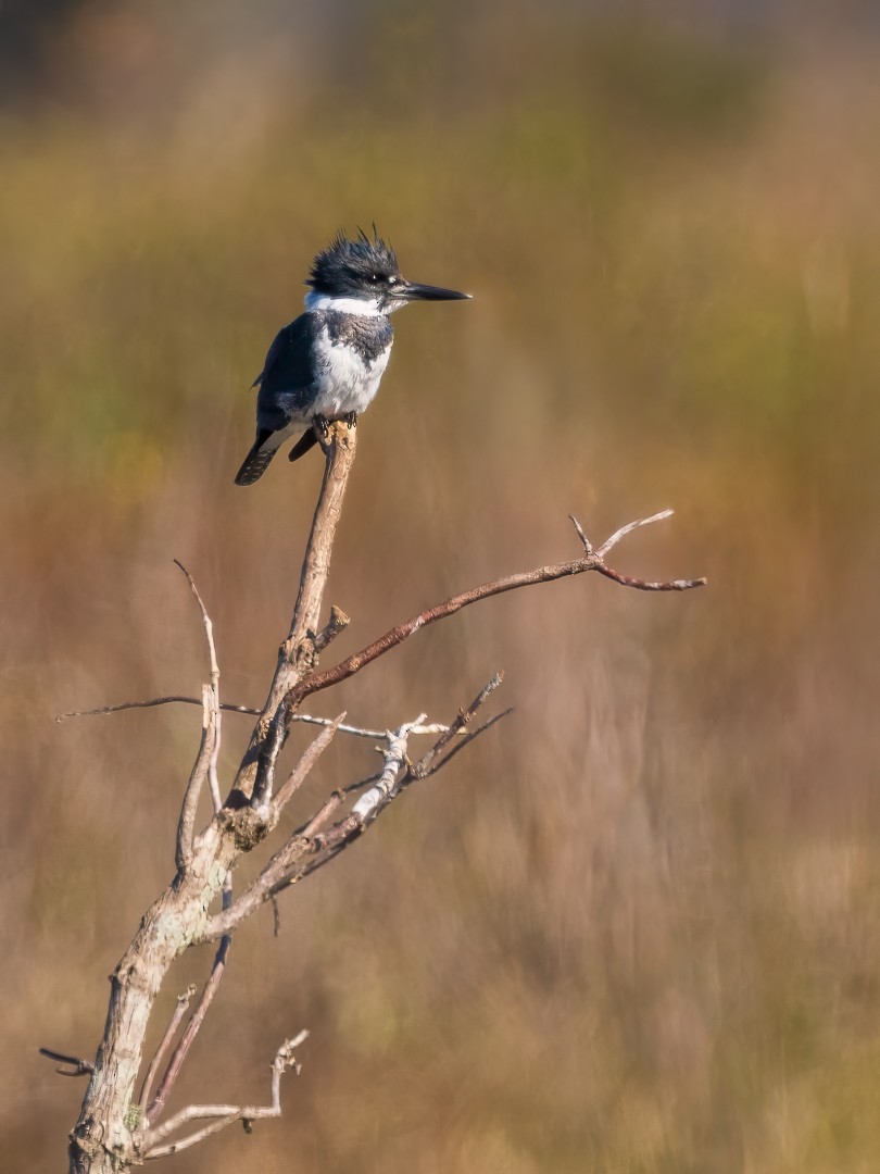 Belted Kingfisher - ML627558978
