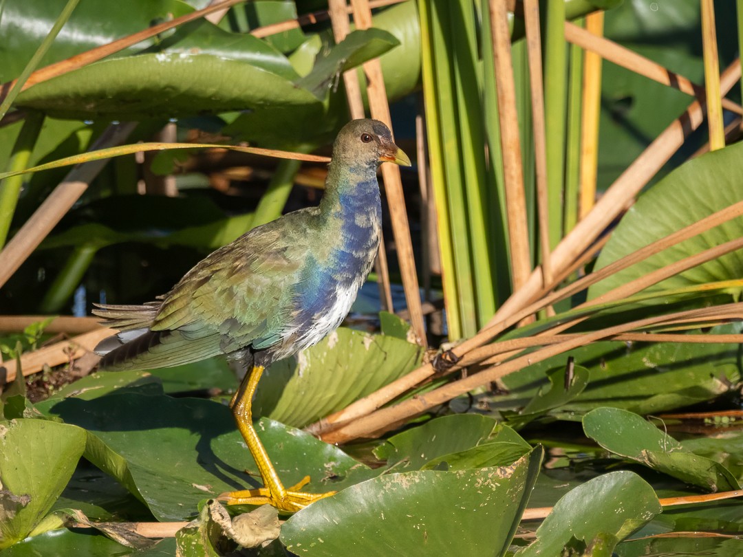 Purple Gallinule - ML627559078