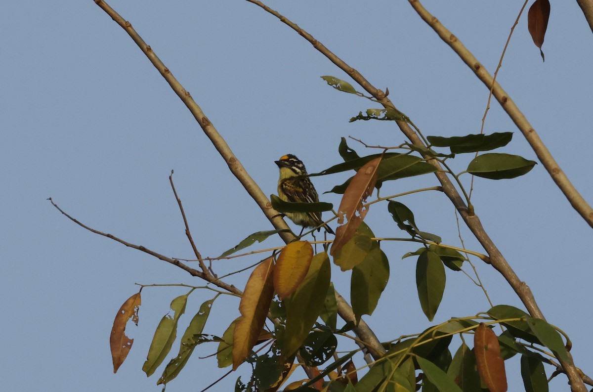 Barbudito Frentigualdo - ML627559197