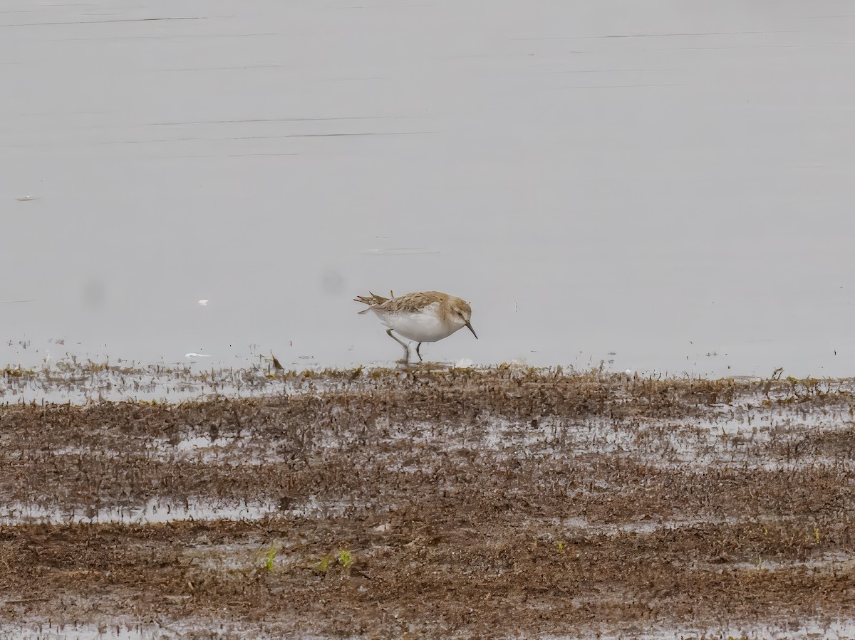 Little Stint - ML627559368