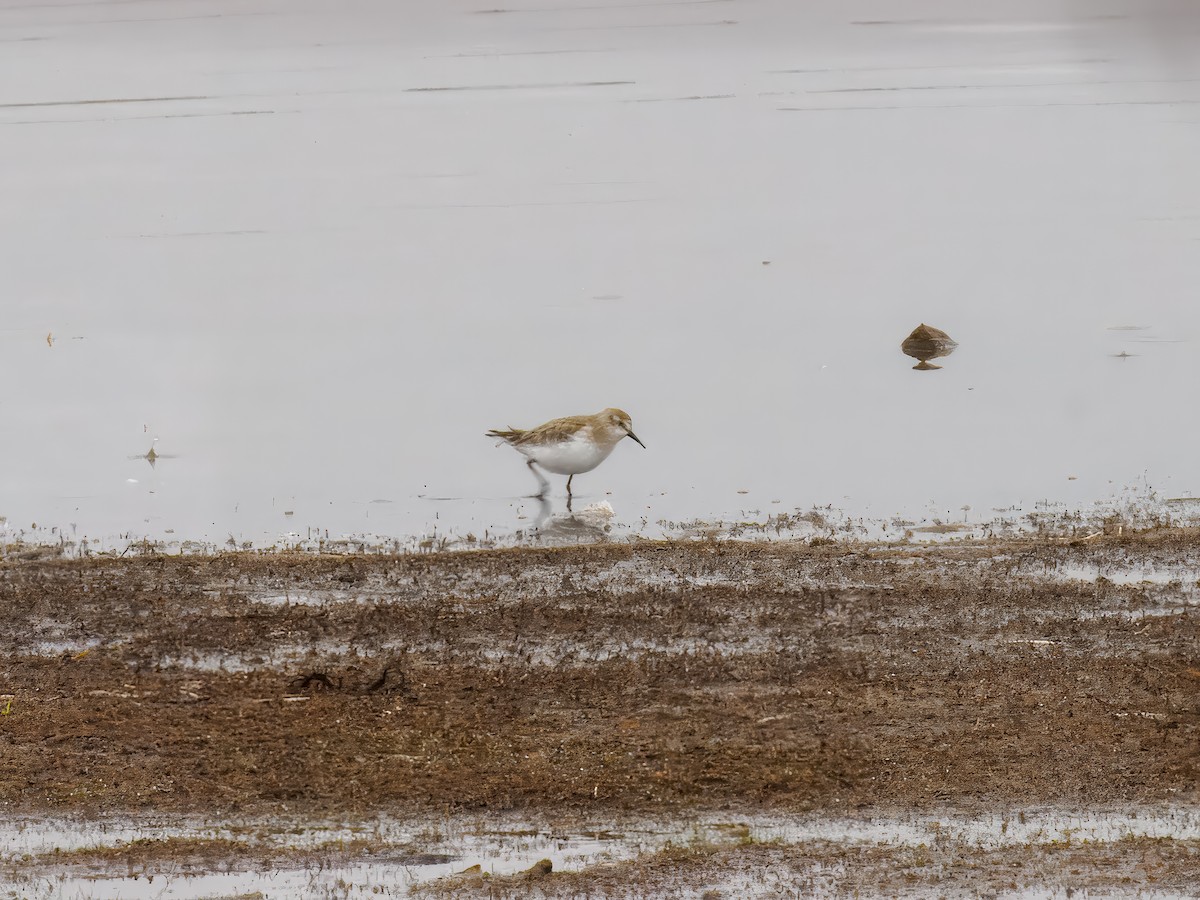 Little Stint - ML627559369