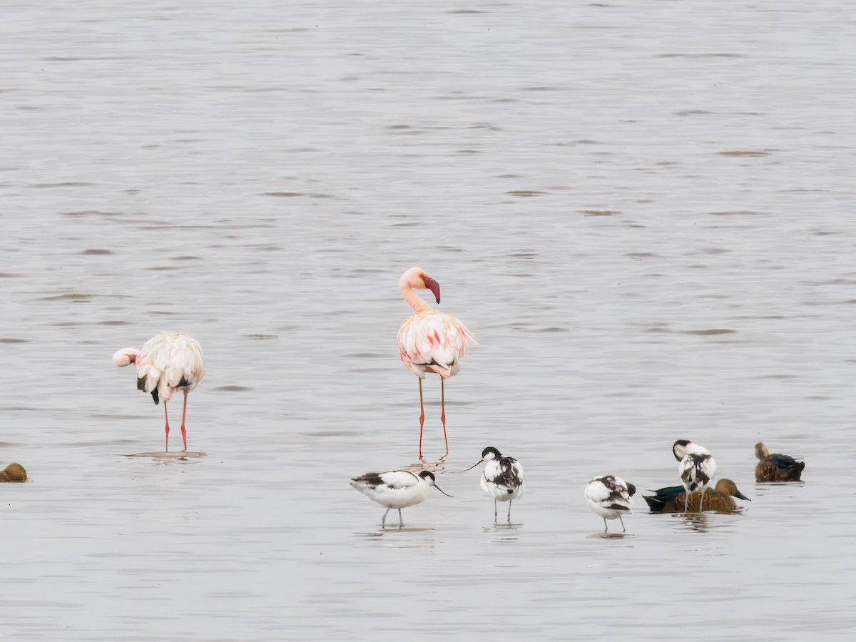 Lesser Flamingo - ML627559378