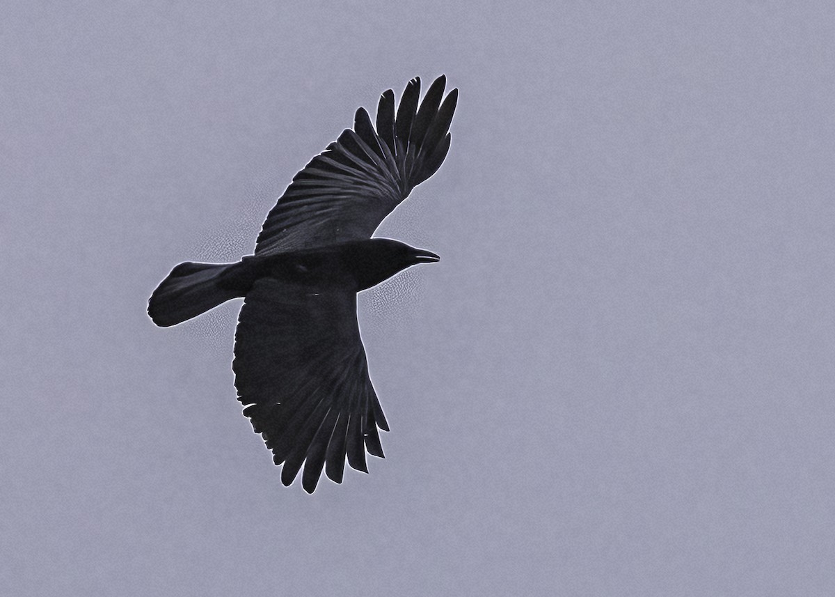 Fish Crow - ML627559393