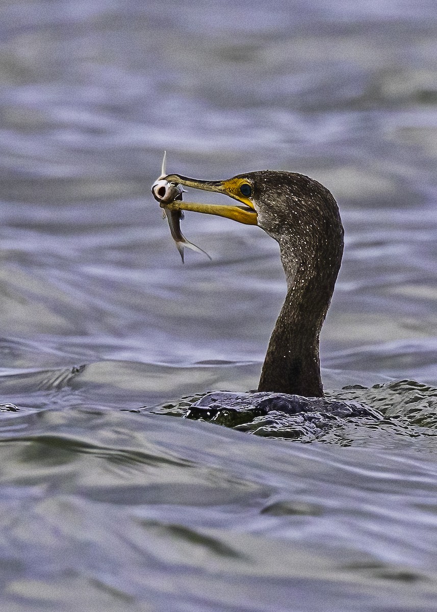 Double-crested Cormorant - ML627559410