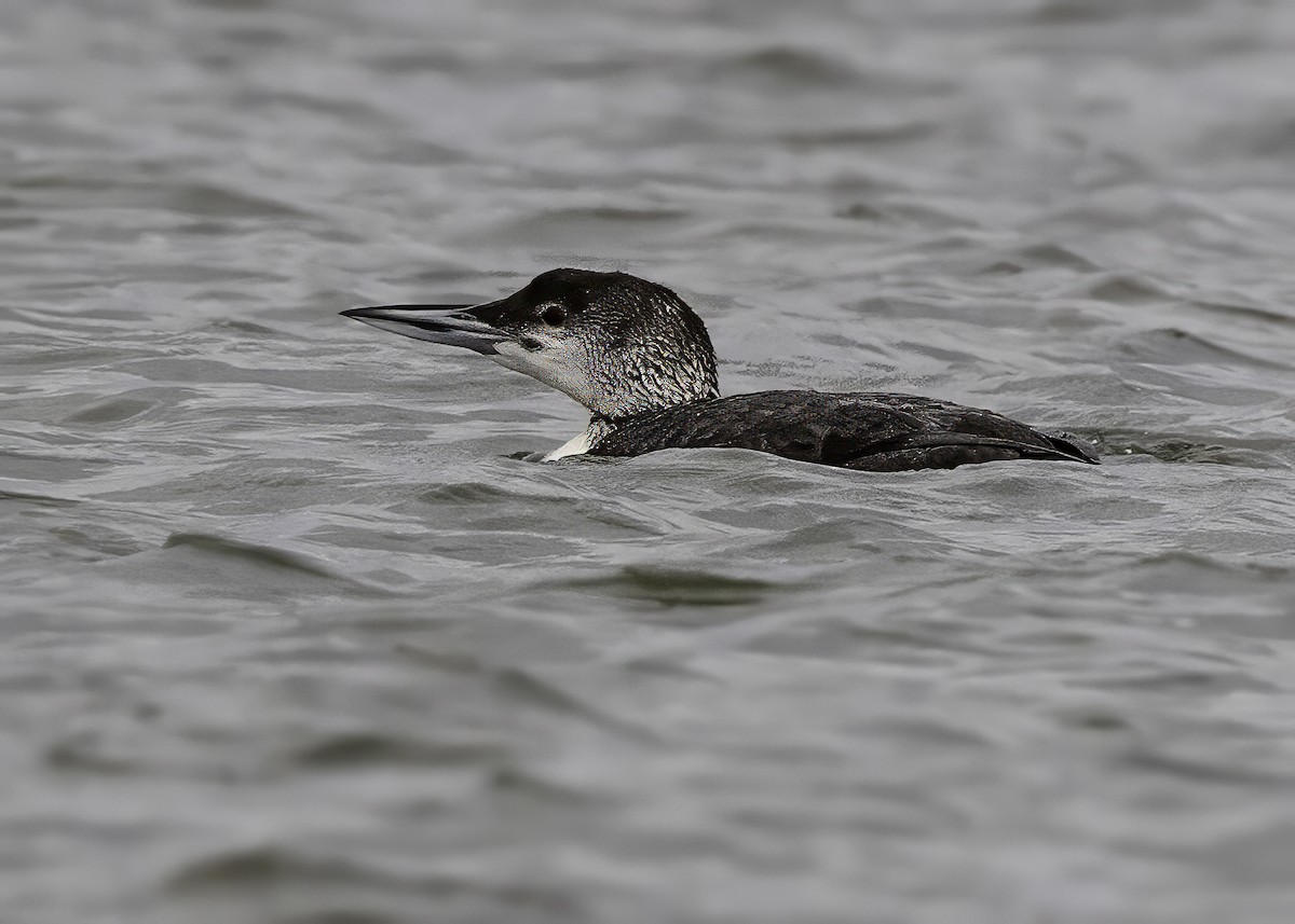 Common Loon - ML627559429