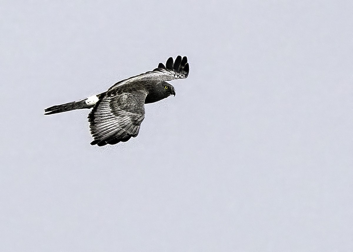 Northern Harrier - ML627559442