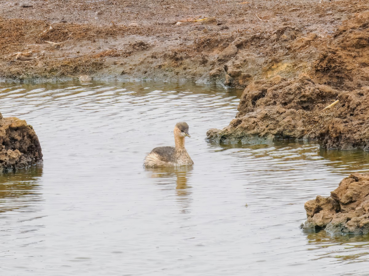 Little Grebe - ML627559469