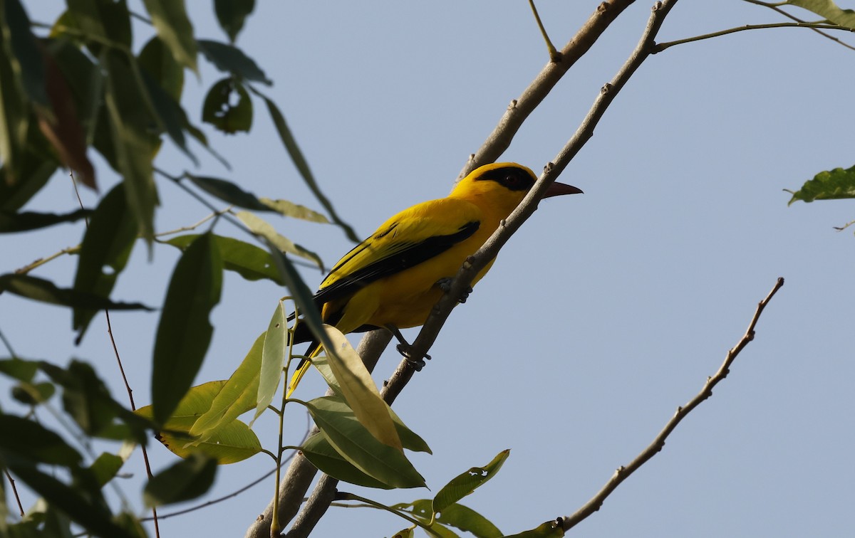 African Golden Oriole - ML627559472