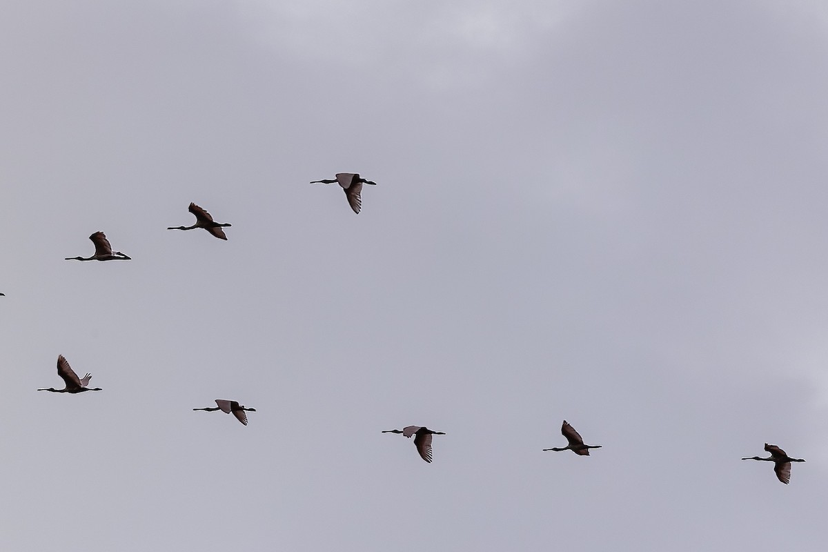 Roseate Spoonbill - ML627559473