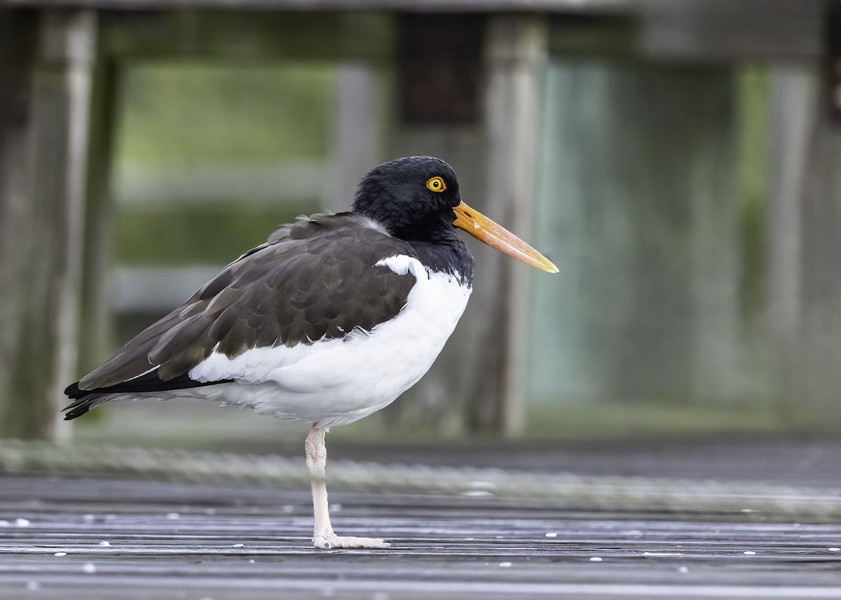 American Oystercatcher - ML627559491