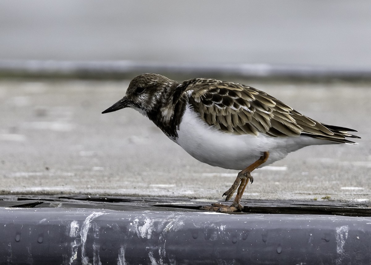 Ruddy Turnstone - ML627559499