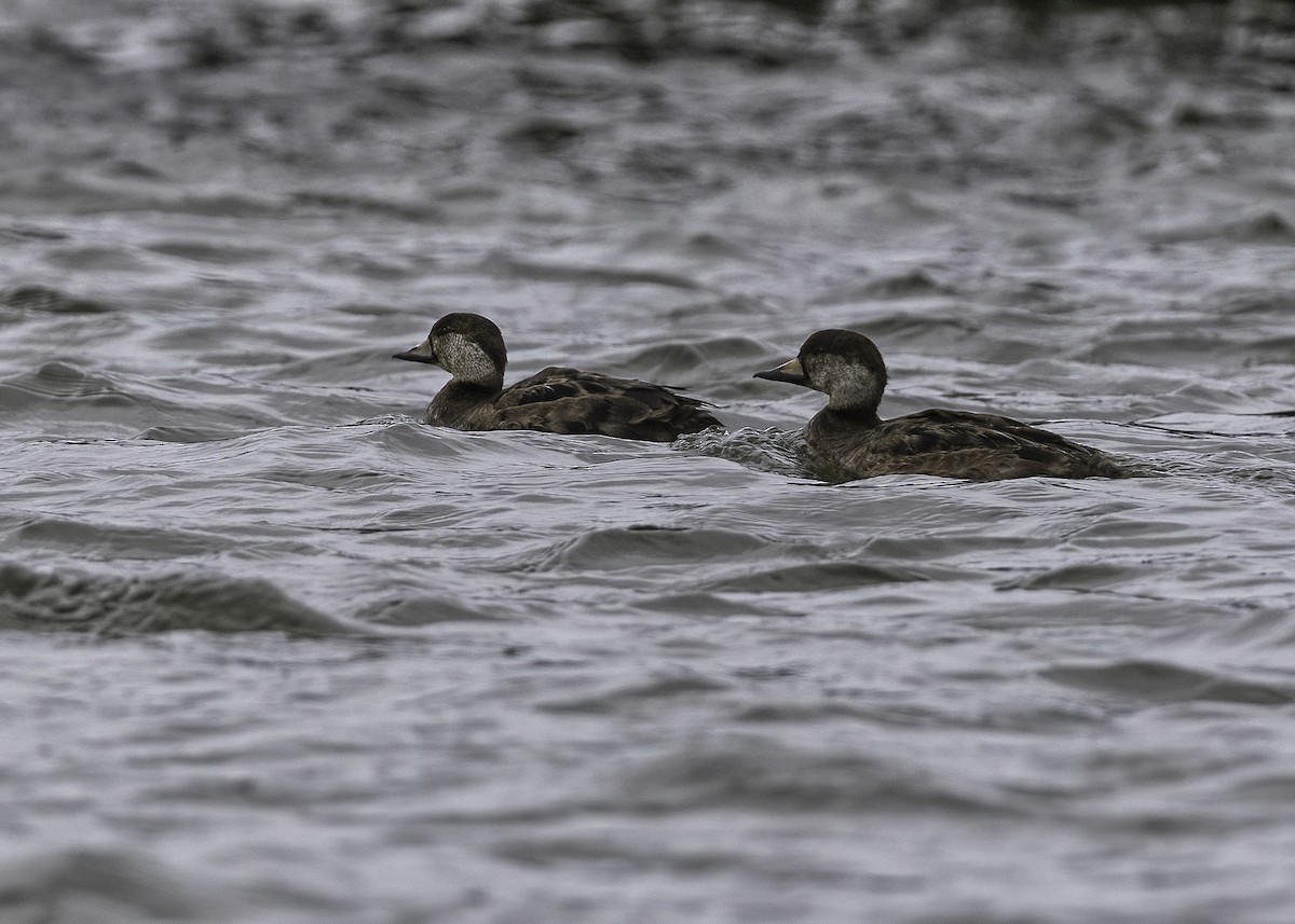 Black Scoter - ML627559508