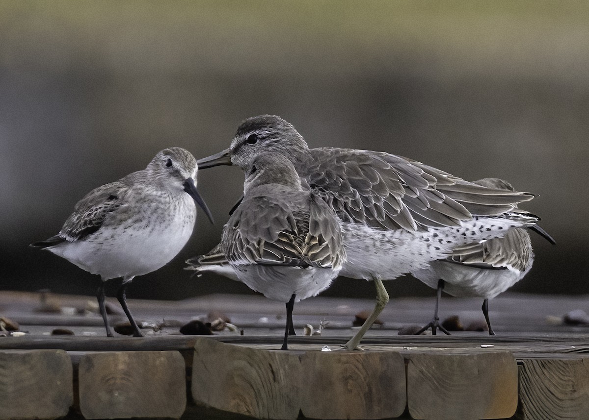 Short-billed Dowitcher - ML627559513