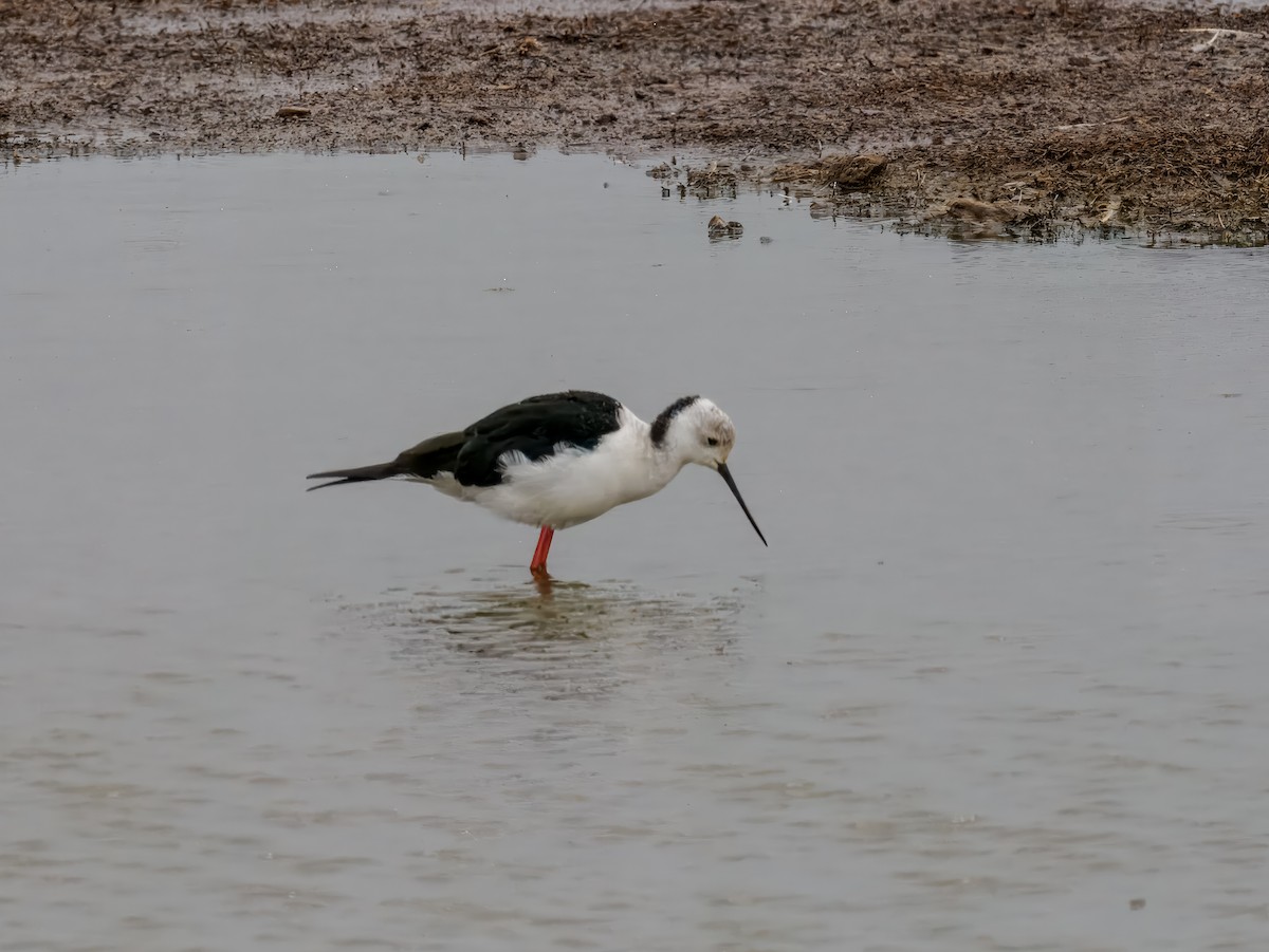 Black-winged Stilt - ML627559548