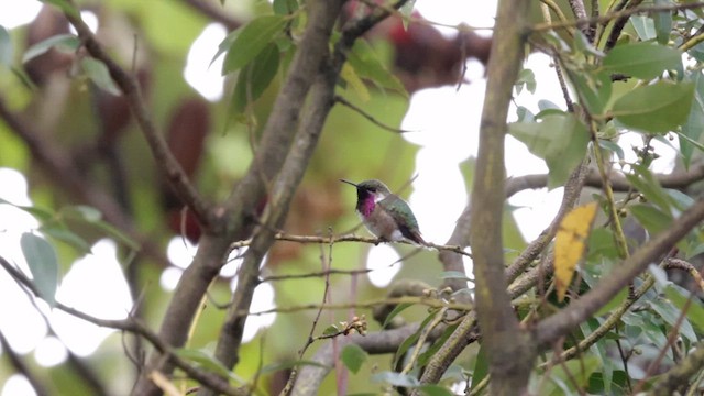 Bumblebee Hummingbird - ML627559582