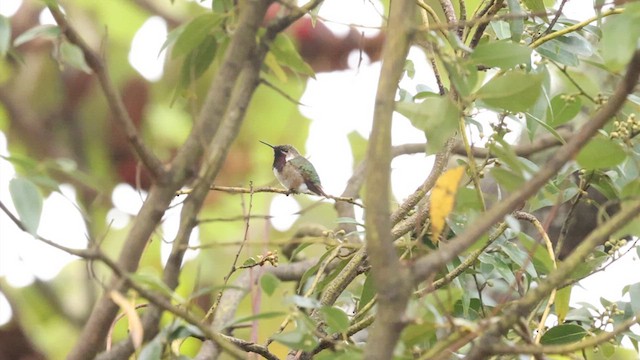 Bumblebee Hummingbird - ML627559660