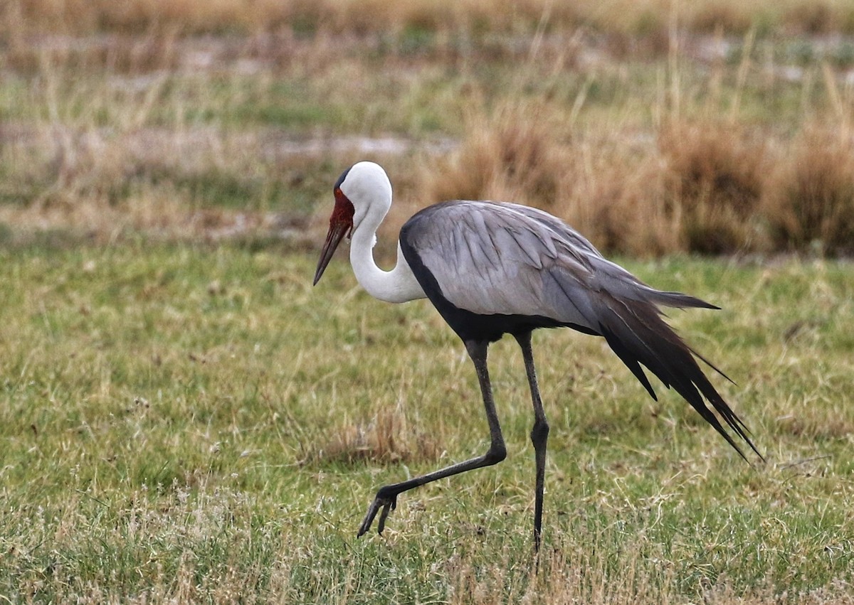 Wattled Crane - ML627559662