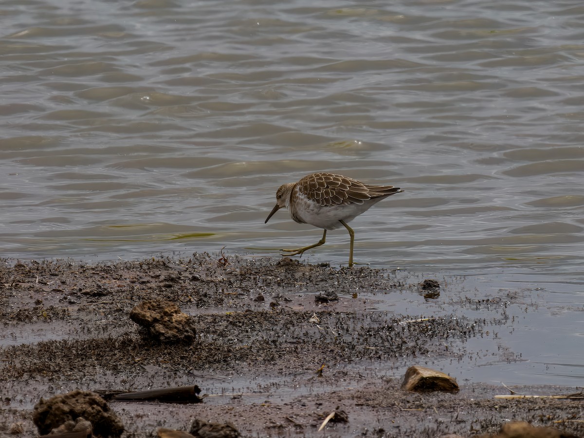 Ruff - ML627559711