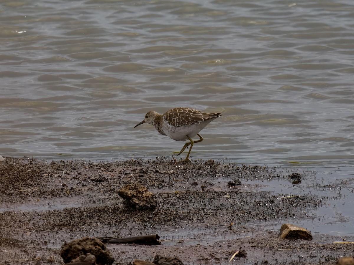 Ruff - ML627559712