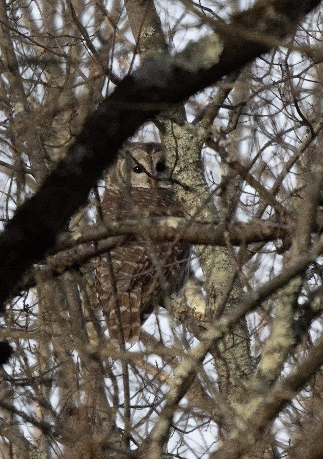 Barred Owl - ML627559715