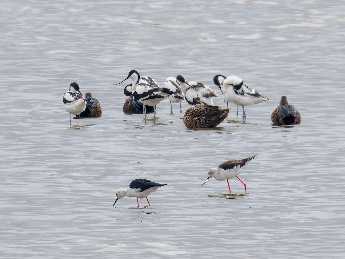 Pied Avocet - ML627559756