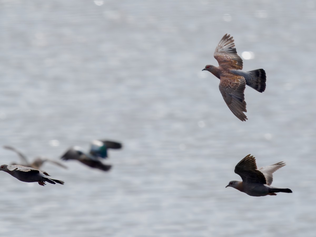 Speckled Pigeon - ML627559763