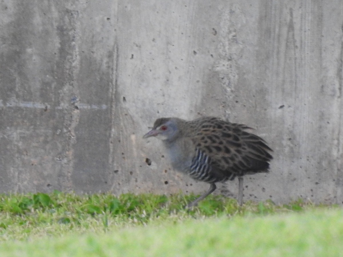 African Crake - ML627559809
