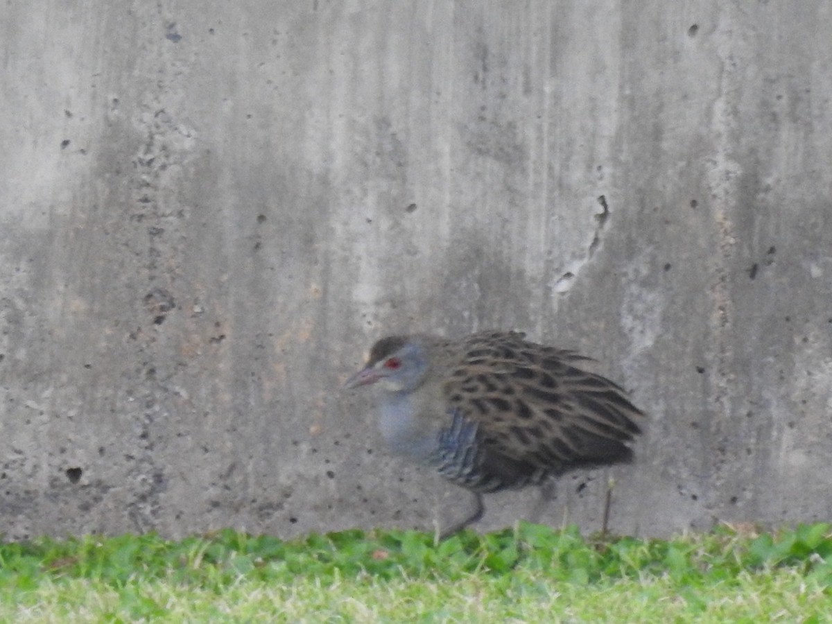 African Crake - ML627559811