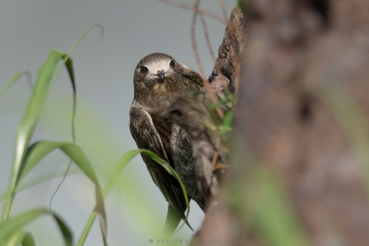 Great Dusky Swift - ML627559822