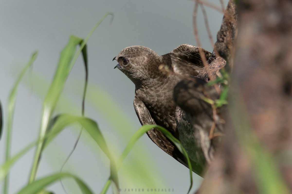 Great Dusky Swift - ML627559823