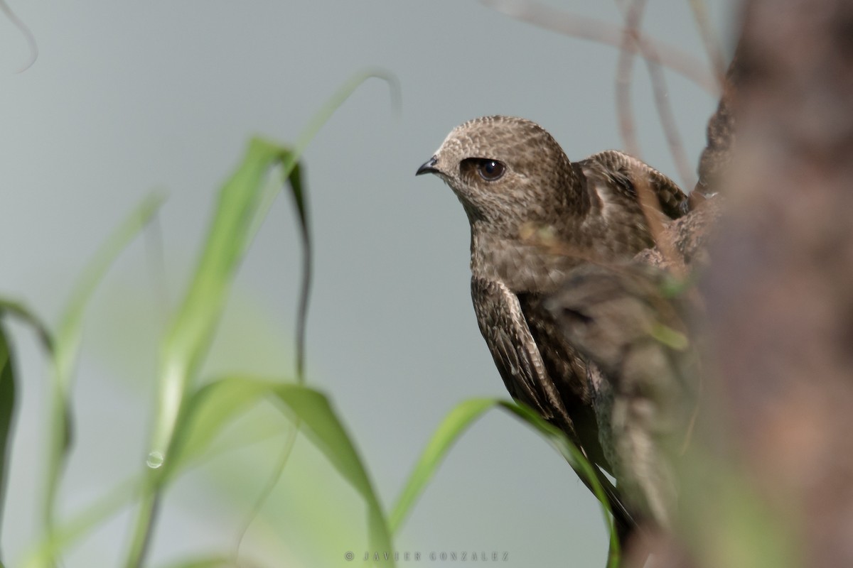 Great Dusky Swift - ML627559827