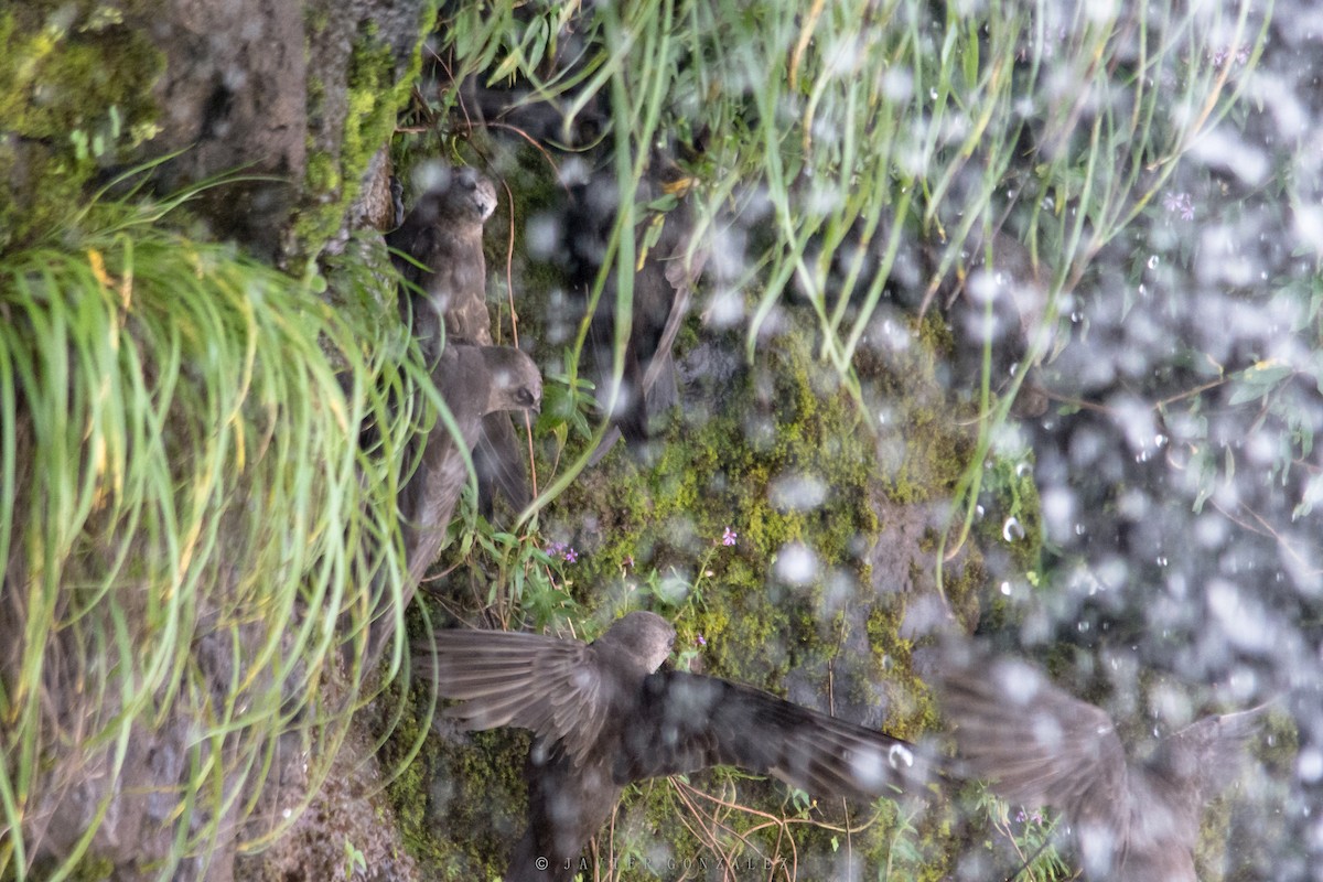 Great Dusky Swift - ML627559829