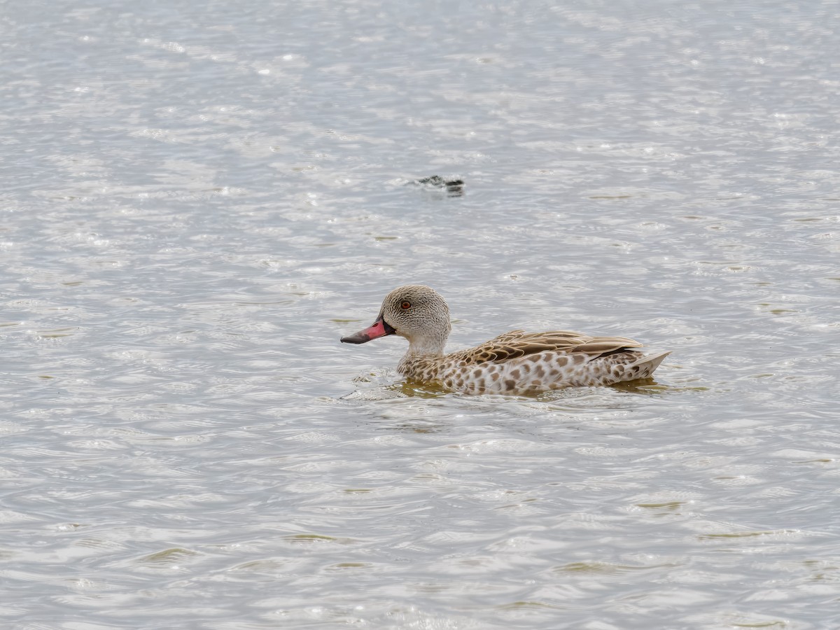 Red-billed Duck - ML627559854