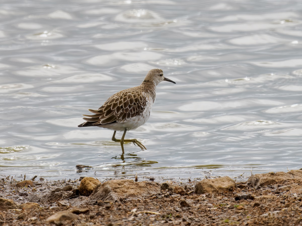 Ruff - ML627559865