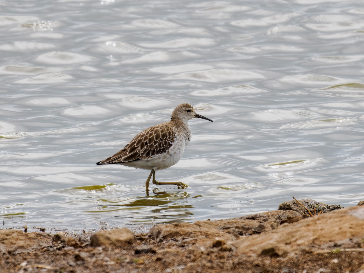 Ruff - ML627559866