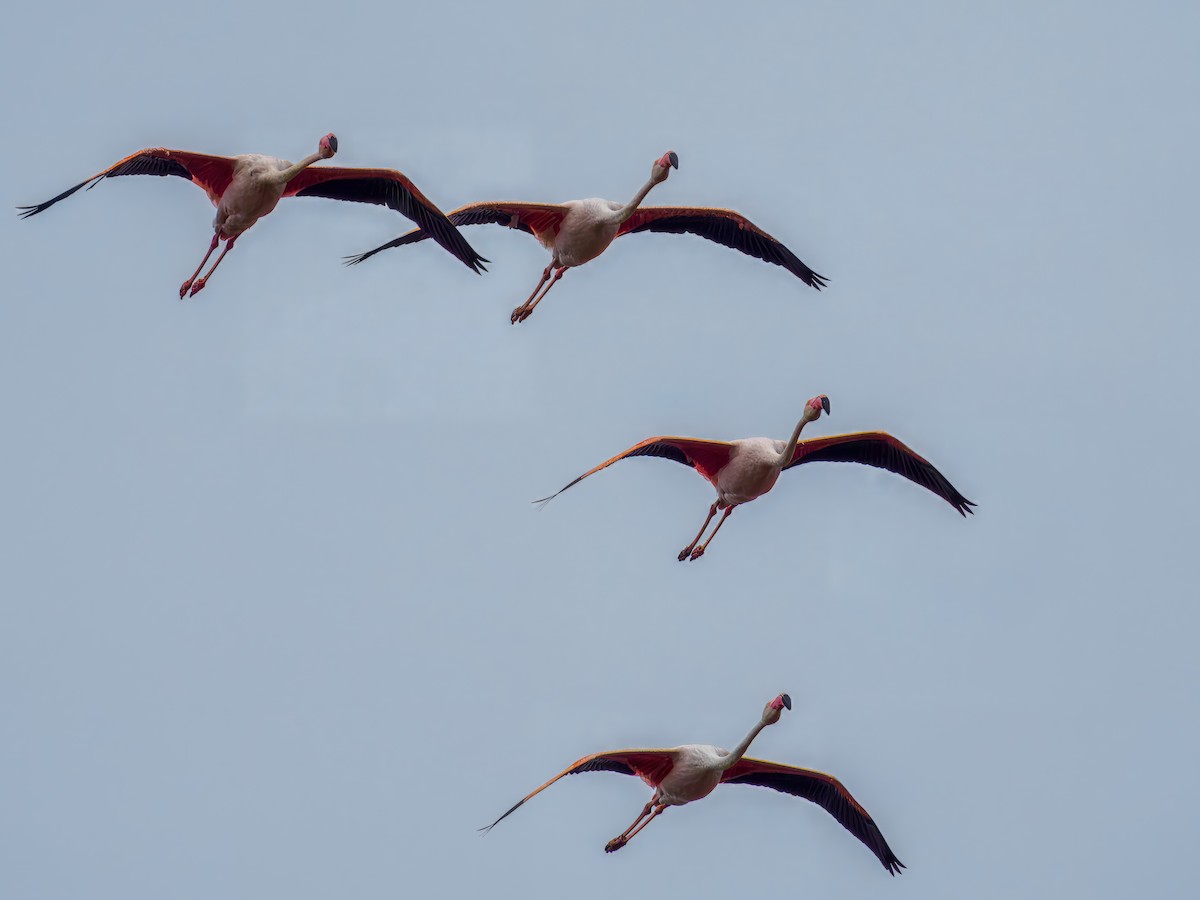 Greater Flamingo - ML627559870