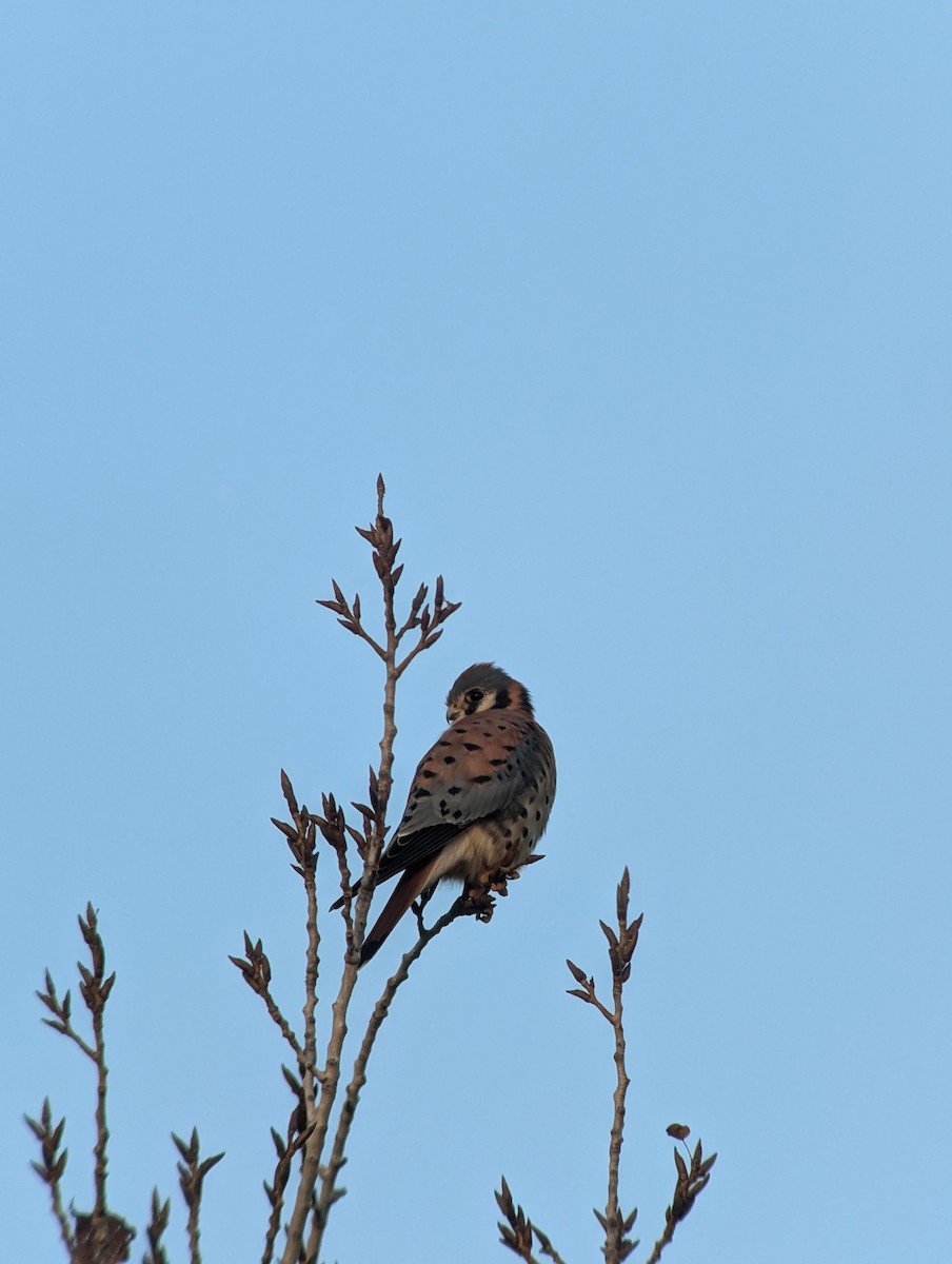 American Kestrel - ML627559873