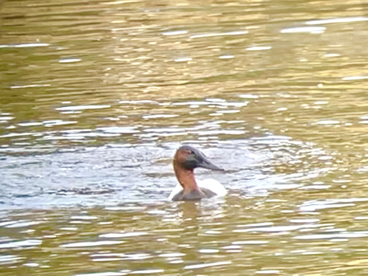 Canvasback - ML627559878