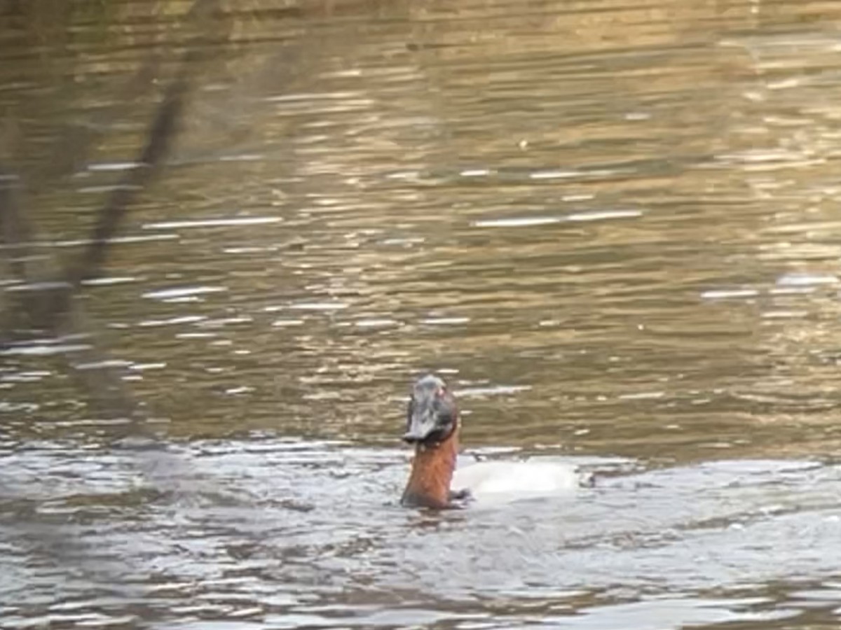 Canvasback - ML627559879