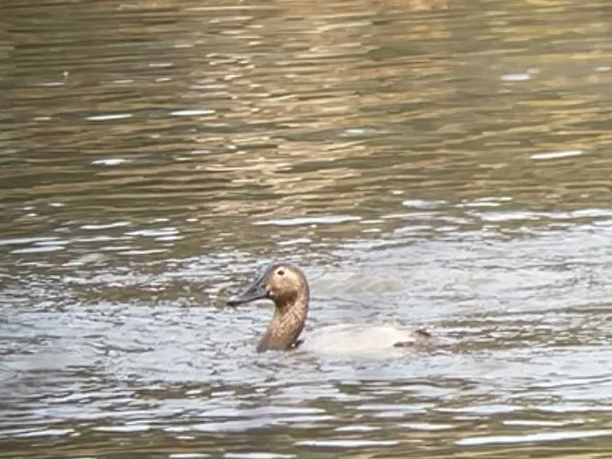 Canvasback - ML627559880