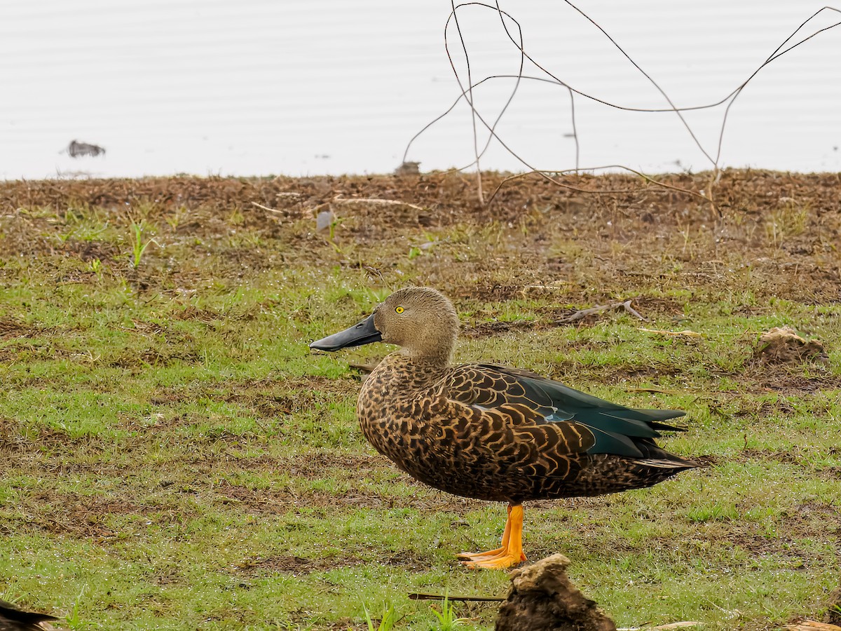 Cape Shoveler - ML627559887