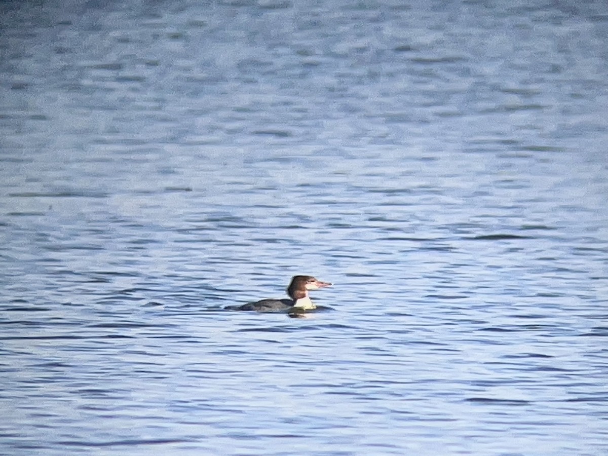 Common Merganser - ML627559890