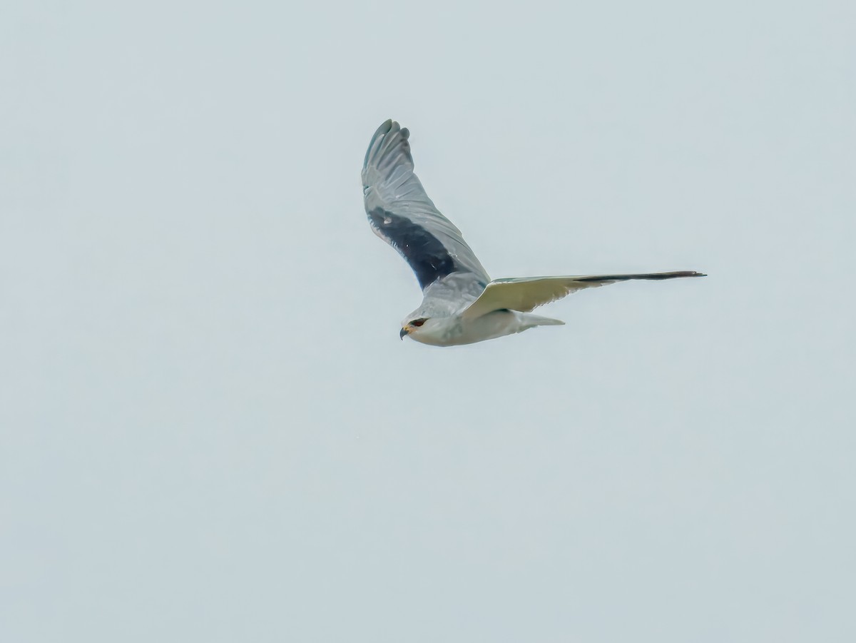 Black-winged Kite - ML627559902