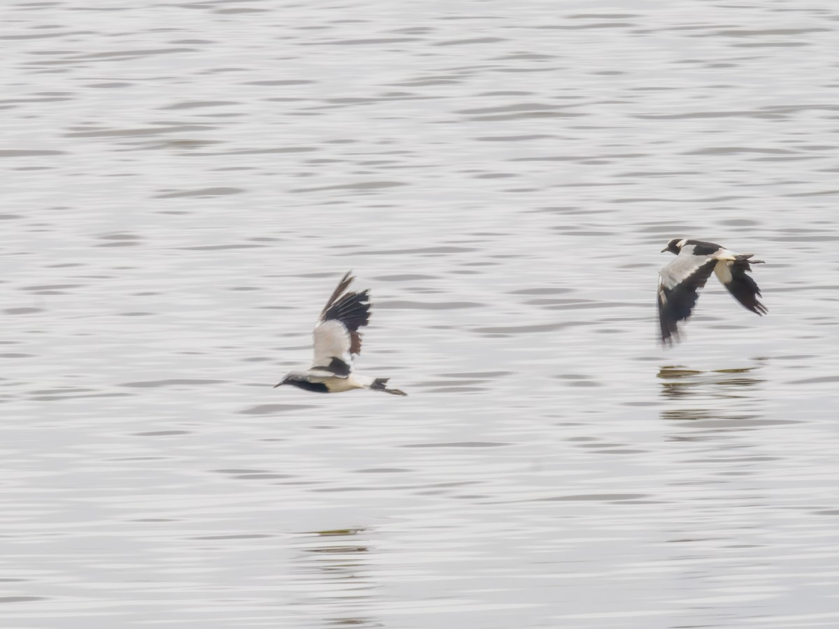 Blacksmith Lapwing - ML627559921