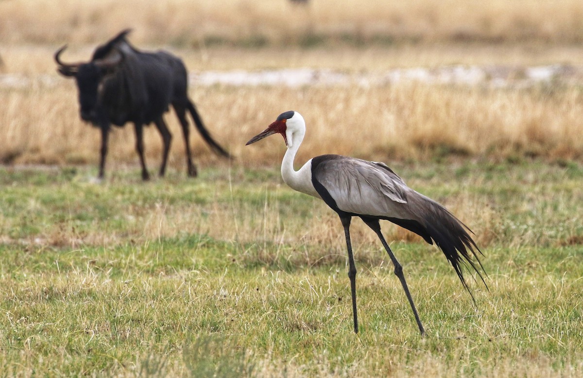 Wattled Crane - ML627559946