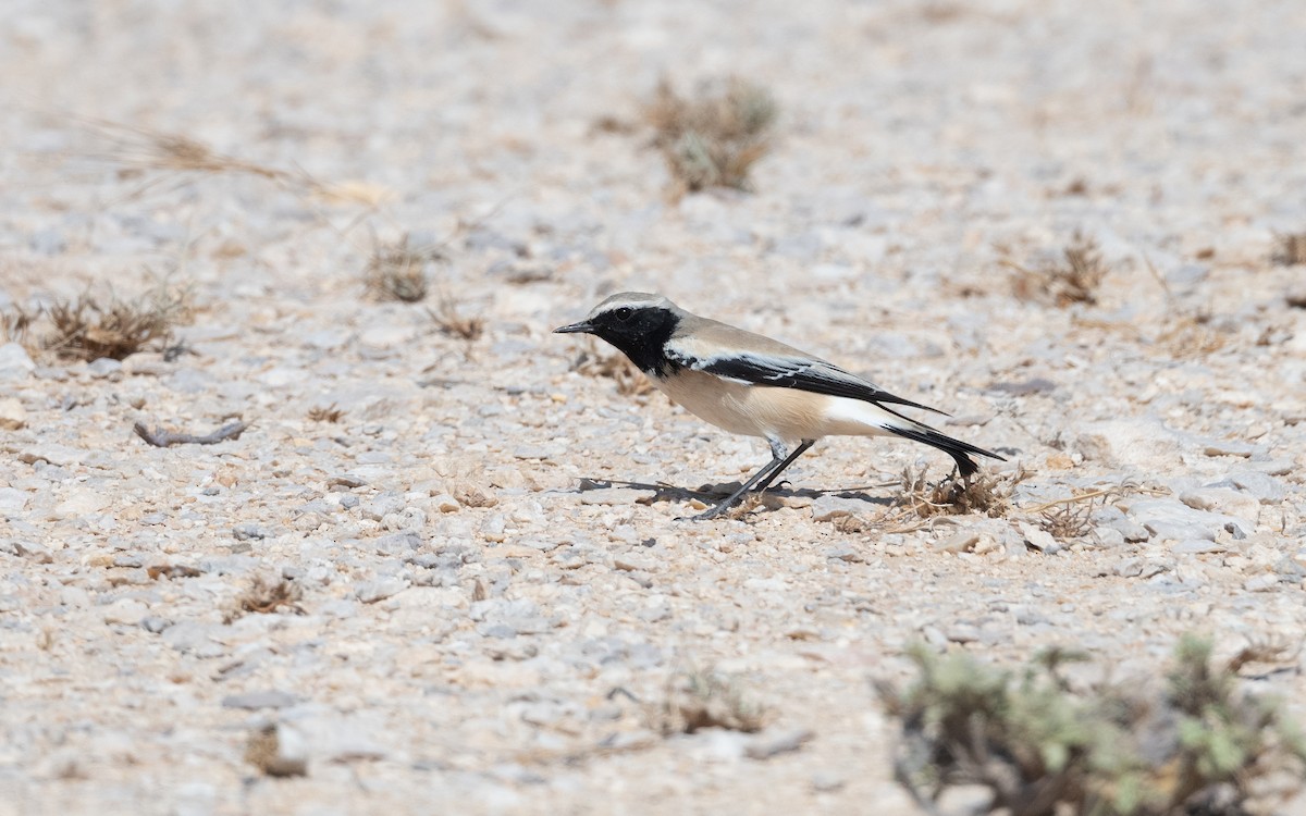 Desert Wheatear - ML627559953