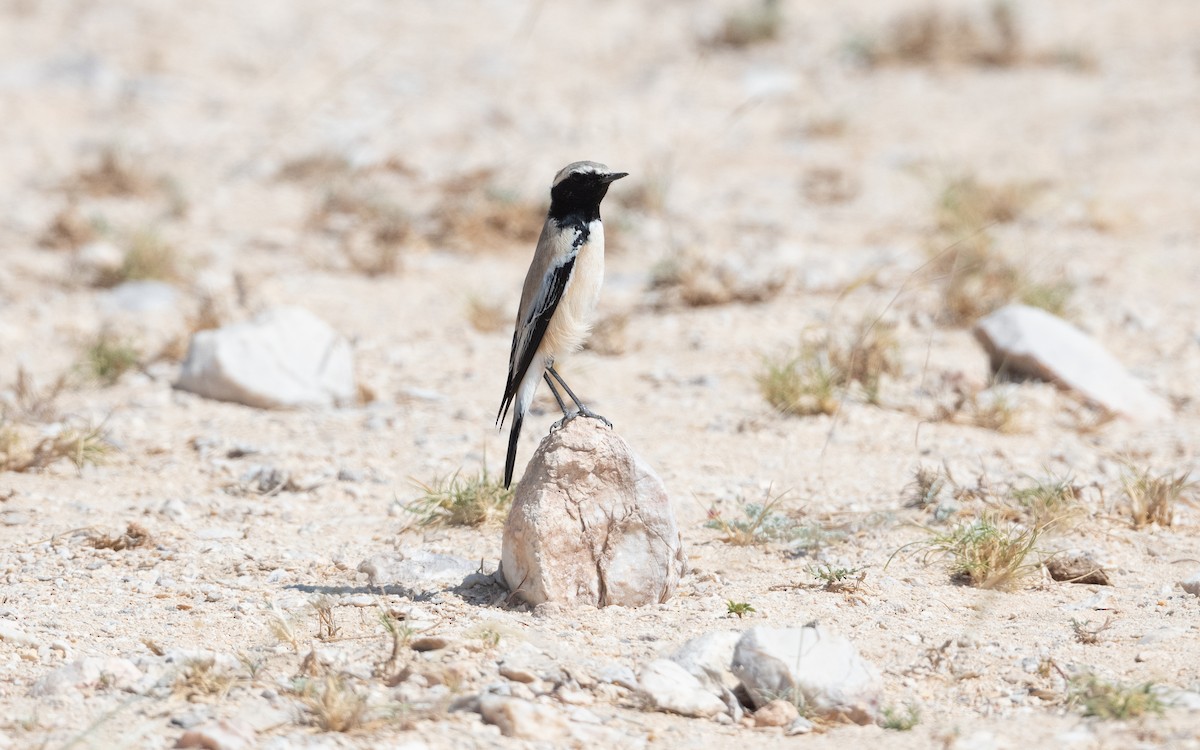 Desert Wheatear - ML627559954